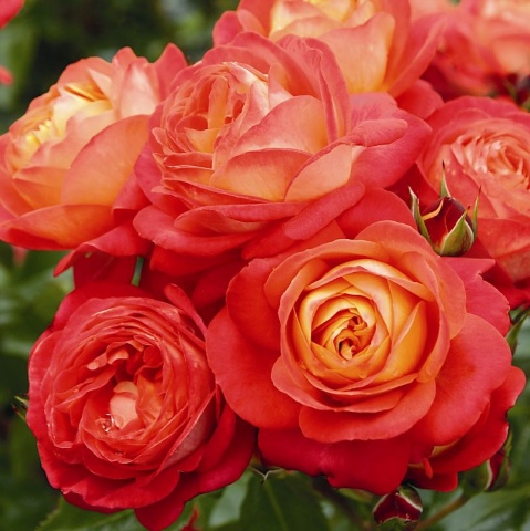 Bông hoa hồng cam ngoại mid-summer rose