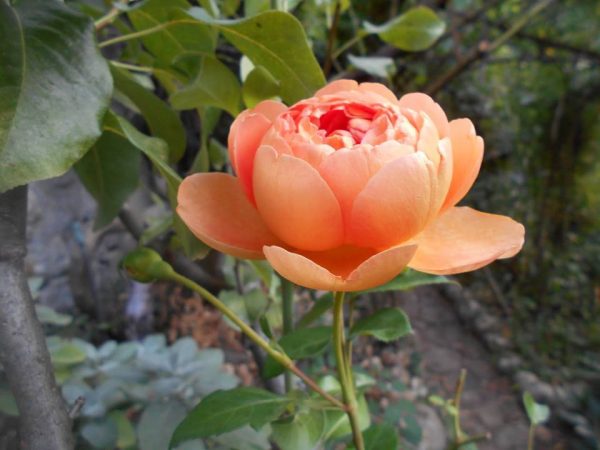 Hình ảnh bông hoa hồng cam Cát Tiên