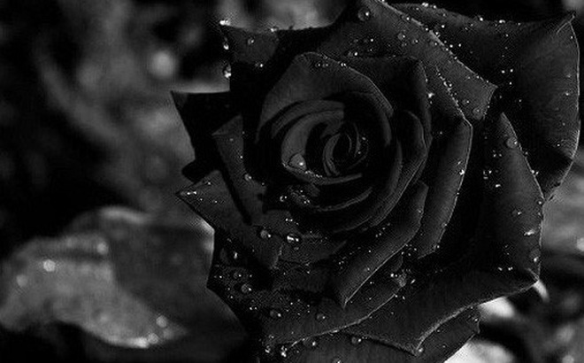 Hoa hồng đen mang ý nghĩa buồn