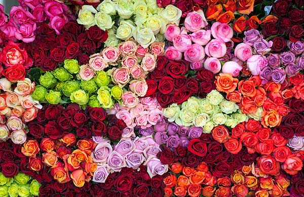 Hoa hồng Ecuador