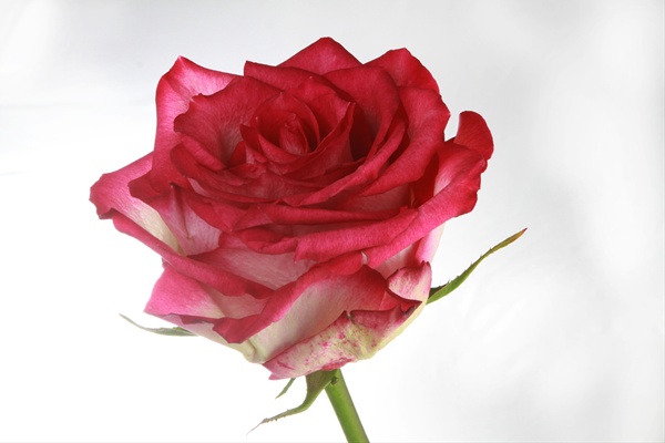 Hoa hồng ecuador đẹp mê hồn