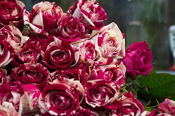 Hoa hồng ecuador nhiều chủng loại đẹp 