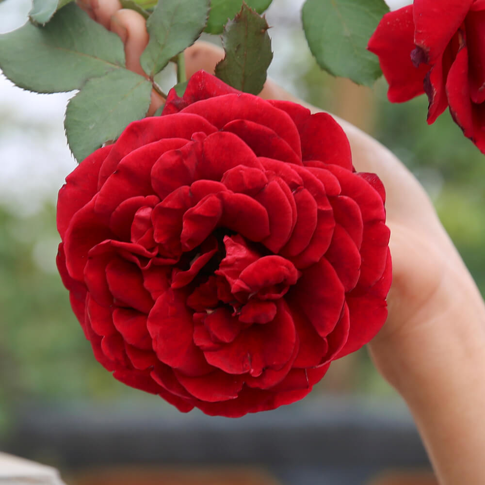 hoa hồng đỏ - cổ leo Hải Phòng