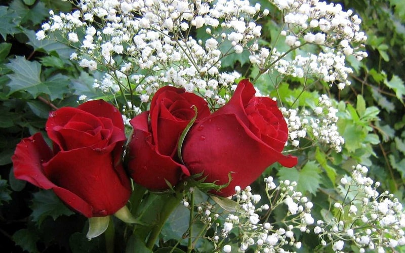 hoa hồng đỏ - giống hoa hồng nhung