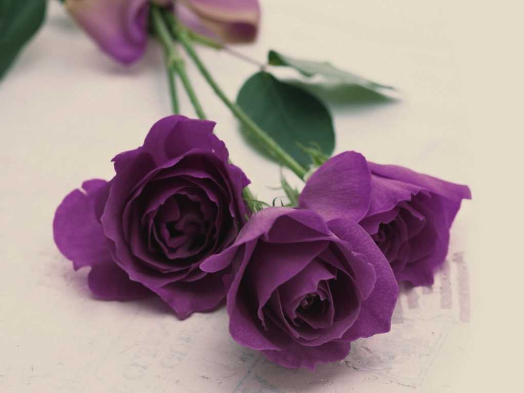 Hoa hồng tím mang biểu tượng tình cảm chân thành