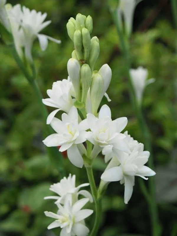 Top 101 hình ảnh hoa huệ trắng đẹp nhất