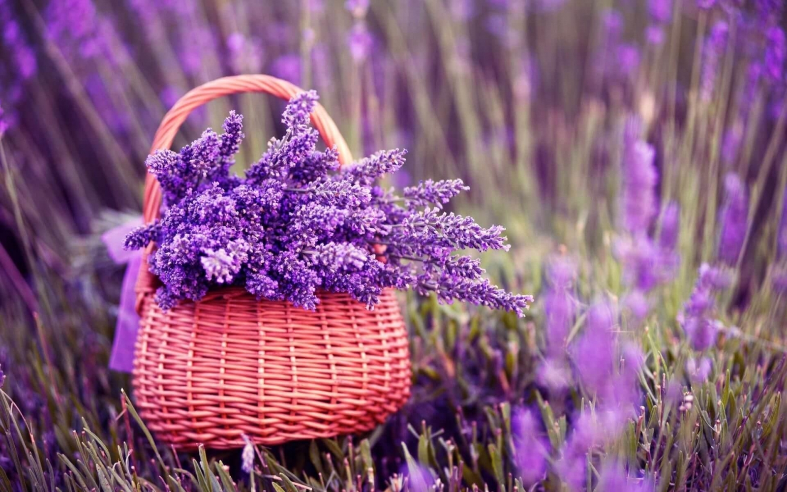 Màu hoa Lavender - màu của sắc tím tủy chung 