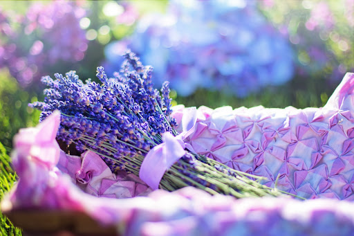 Bó hoa Lanvender tạo sự lãng mạn ngập tràn