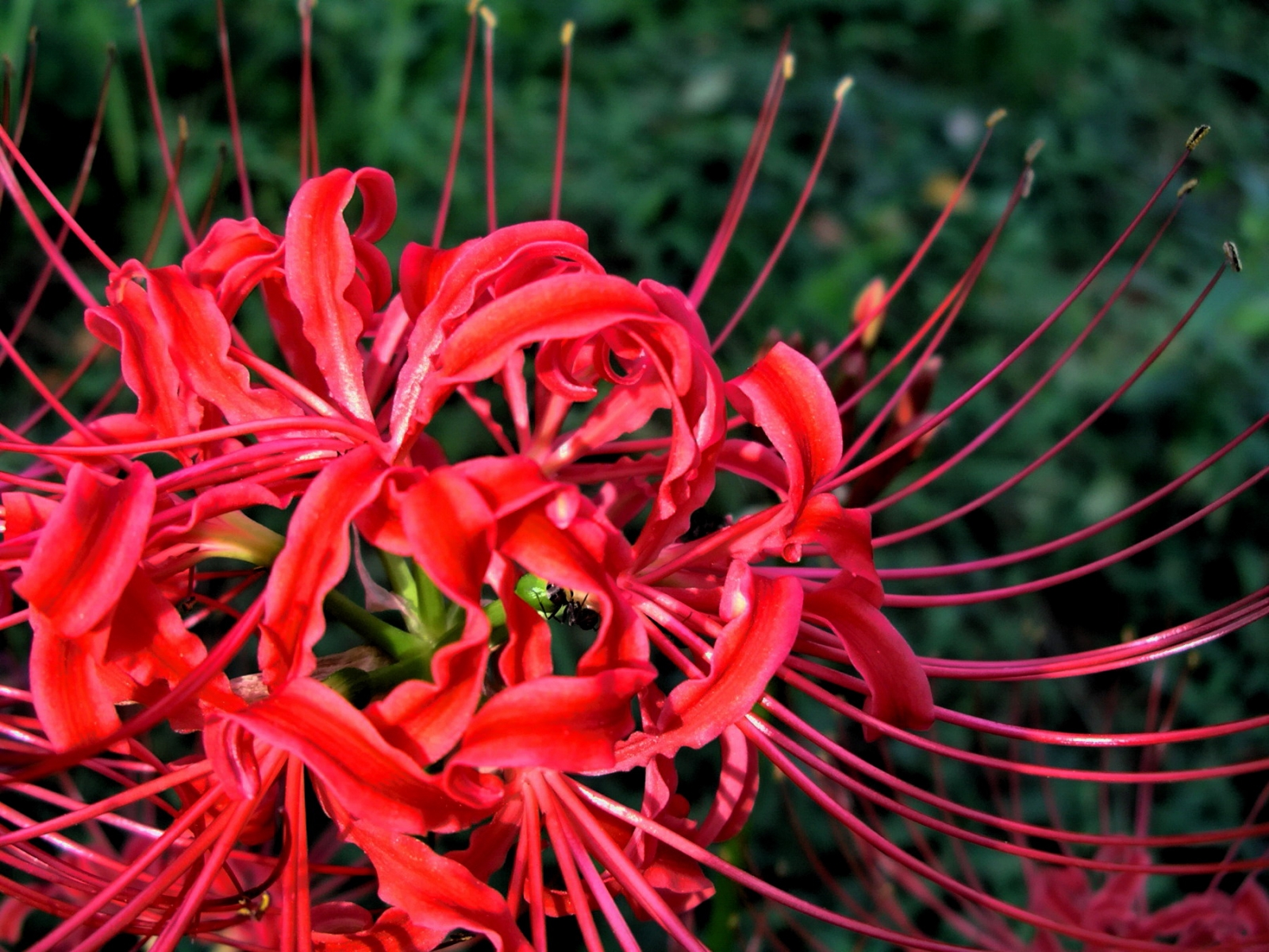 Hoa loa kèn nhện đỏ hay còn gọi là hoa bỉ ngạn
