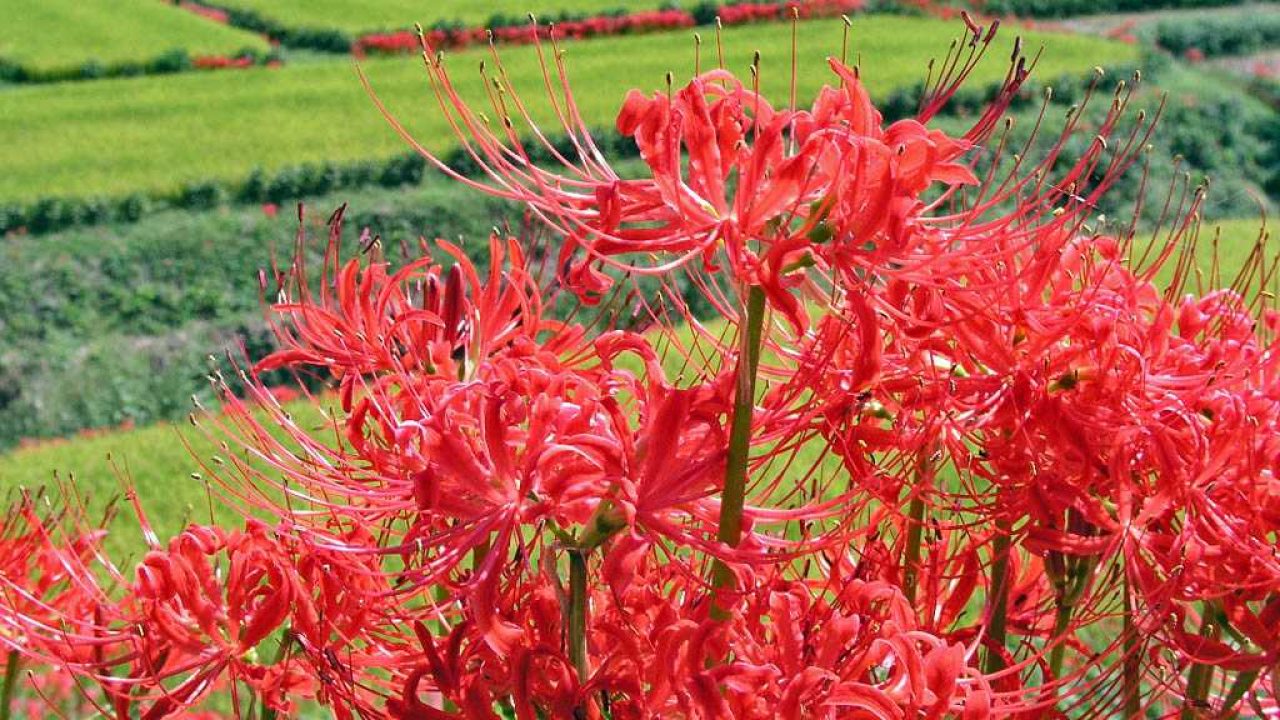 Vườn hoa loa kèn nhện đỏ làm lòng ai lưu luyến