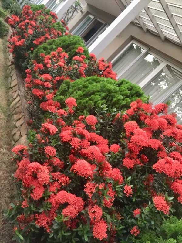 Hoa mẫu đơn đẹp