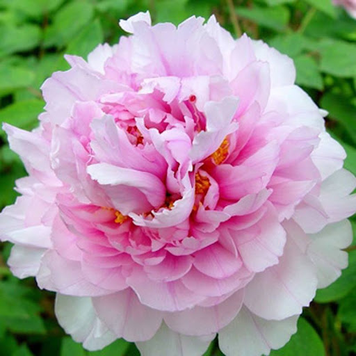 Hoa mẫu đơn dùng trong buổi đám tang để cảm ơn công lao của người đã khuất