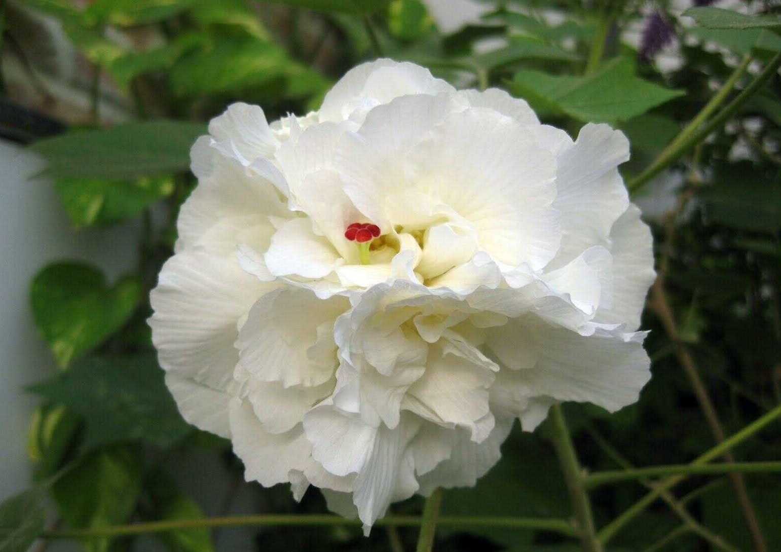 Hoa phù dung trắng tinh khiết