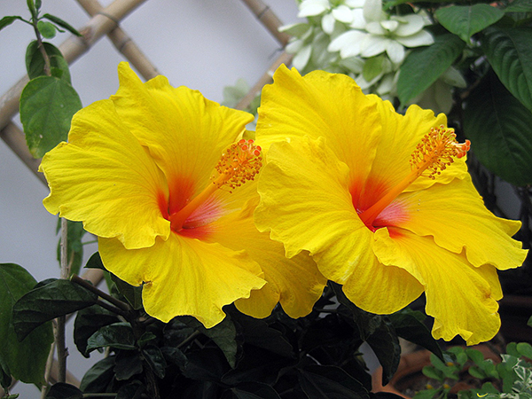 Hoa râm bụt là loài hoa đại diện cho danh vọng tại Trung Quốc