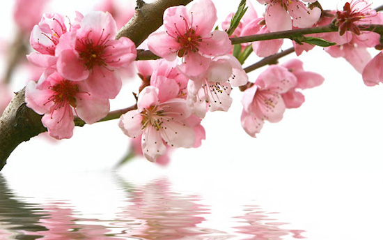 Sự tích về hoa sakura