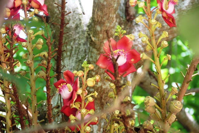 Hoa sala là loài hoa mang ý nghĩa đặc biệt trong văn hóa Ấn Độ