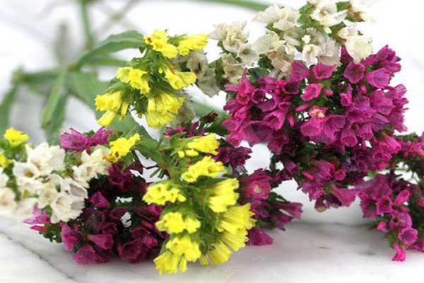 Hoa salem nổi bật với nhiều màu sắc
