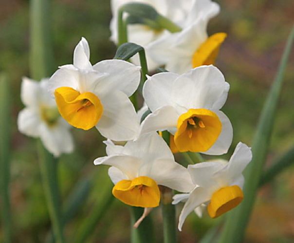 Hoa thủy tiên Narcissus là đại diện cho ngày sinh tháng 12