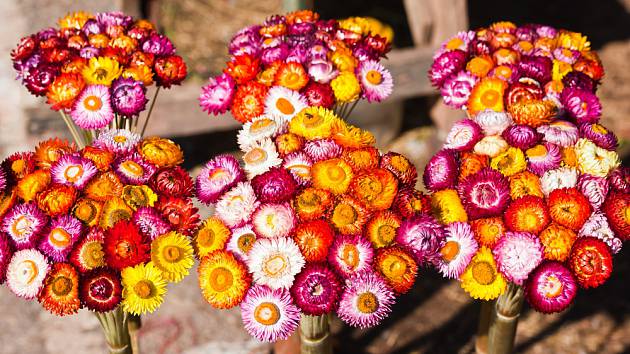 Hoa tình yêu bất tử 