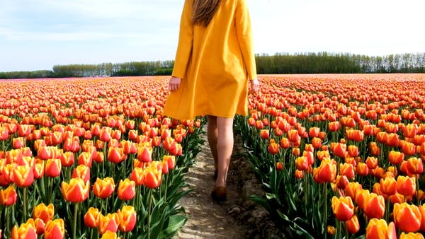 hoa tulip màu cam
