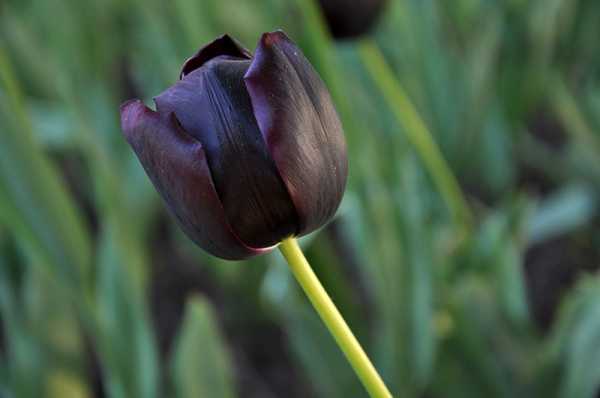 ý nghĩa hoa tulip đen