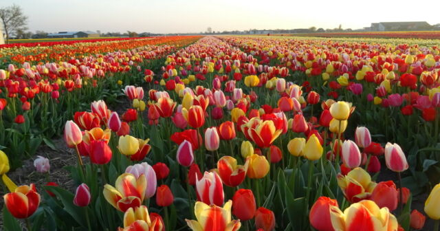 Về Hoa Tulip