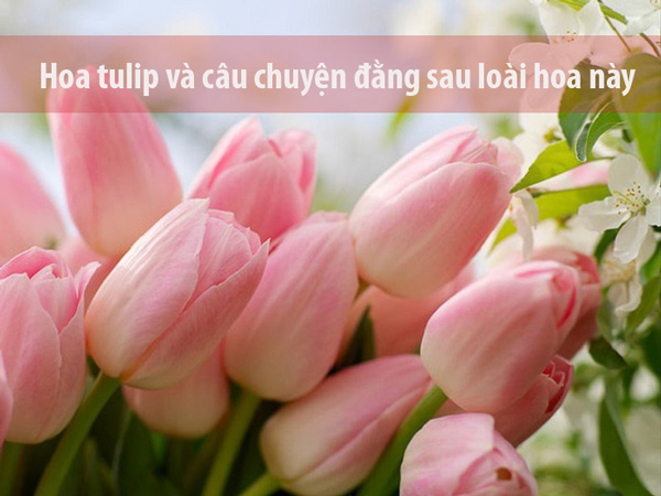 tìm hiểu về hoa tulip