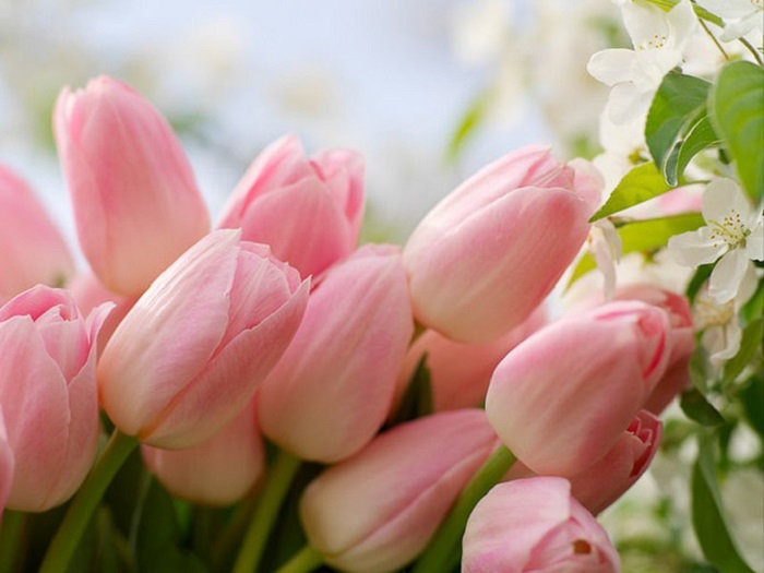 tìm hiểu về hoa tulip