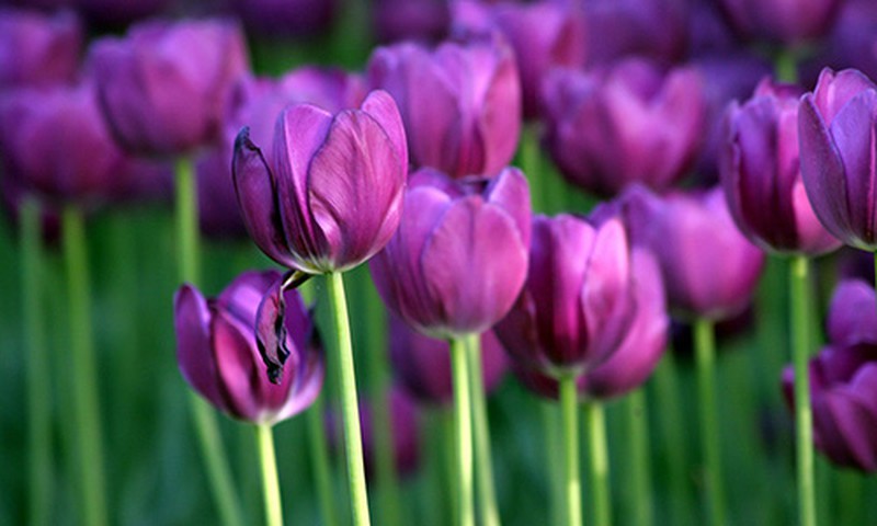 Những loài hoa màu tím đẹp trong tự nhiên