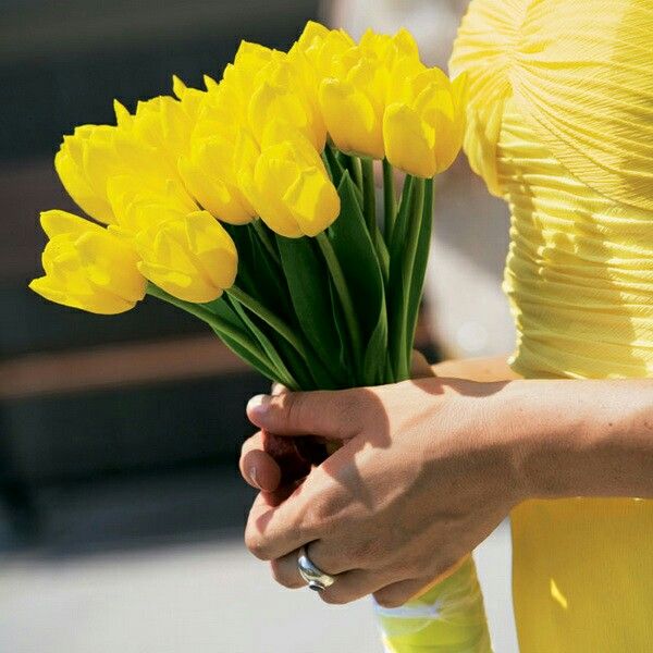 bó hoa tulip vàng