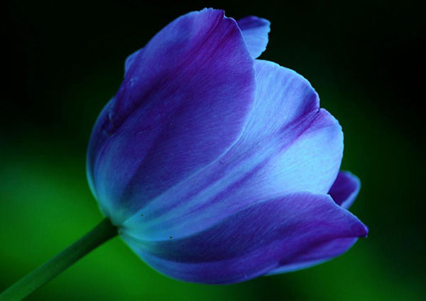 Hoa tulip xanh