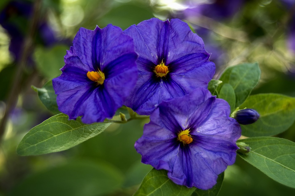 Ý nghĩa bông hoa violet xanh