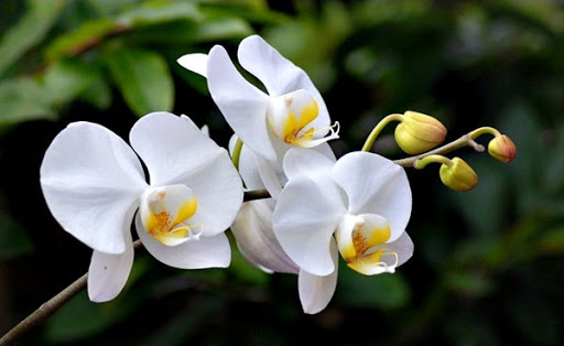 Hoa lan trắng chia buồn tang lễ Hàn Quốc ý nghĩa