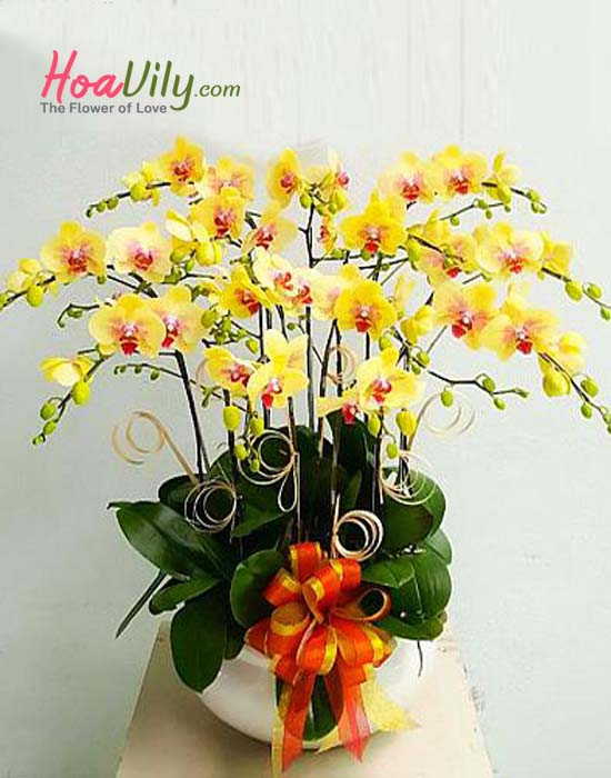 Ấm áp với hoa lan hồ điệp vàng