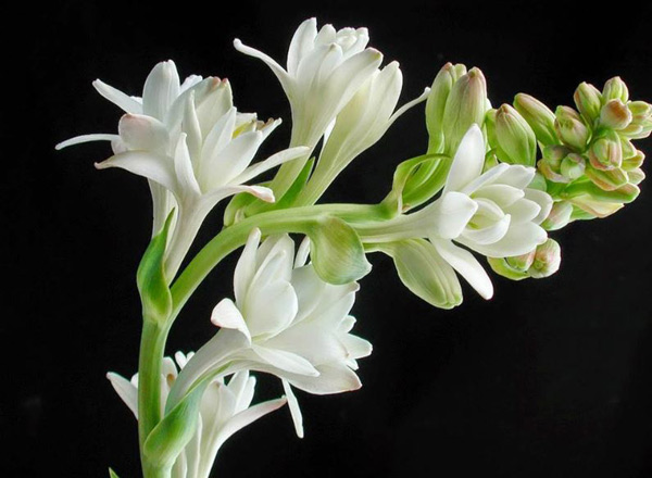 Đặc điểm của hoa huệ trắng