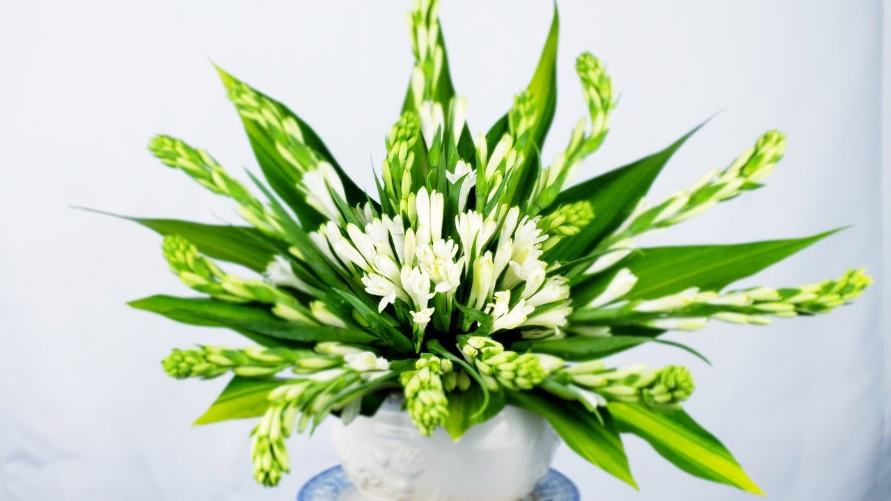 Mẫu hoa huệ trắng để bàn