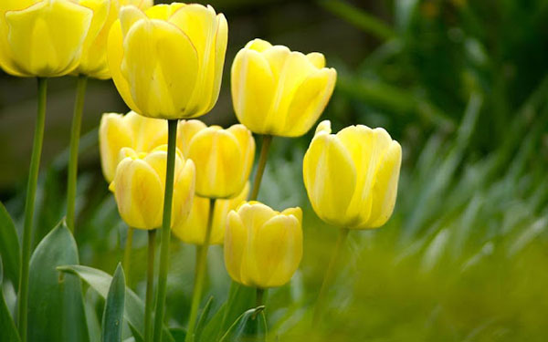 Khám phá ý nghĩa loài hoa tulip vàng