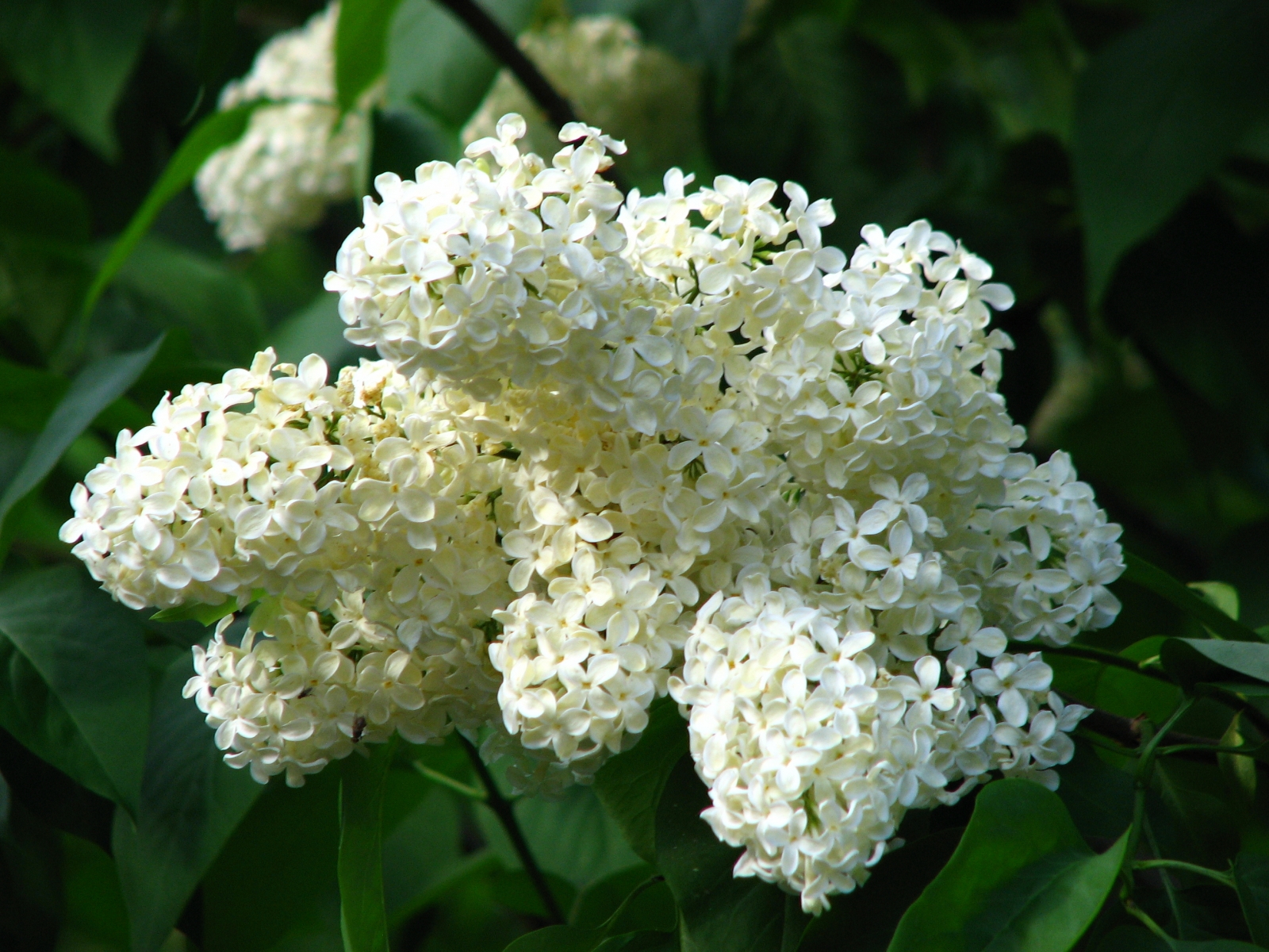 Khóm hoa tử đinh hương trắng đẹp