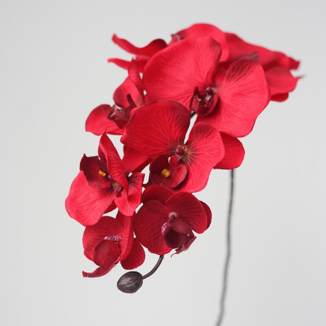hoa lan hồ điệp đỏ đẹp
