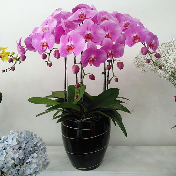 Chậu lan hồ điệp tím chúc mừng khai trương
