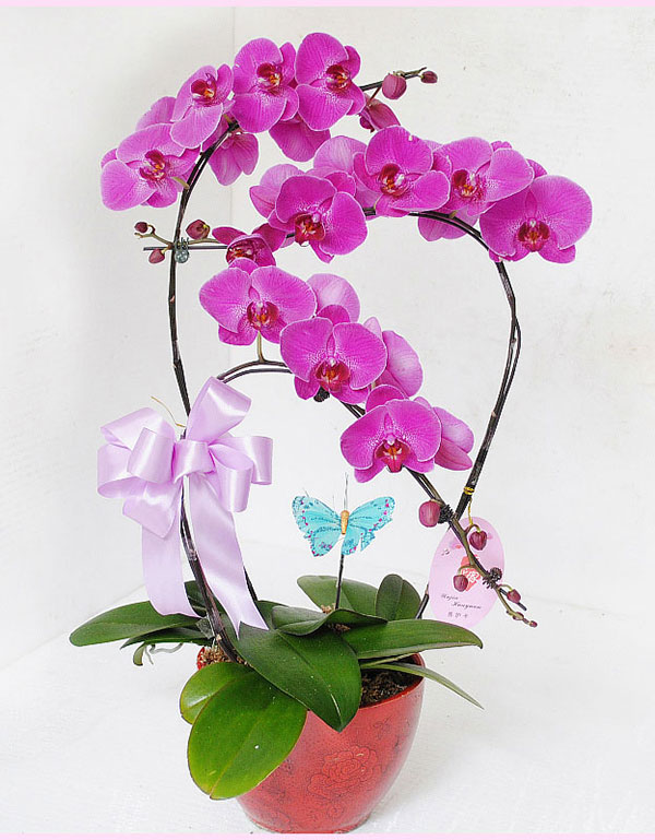 Chậu lan hồ điệp tím tặng mẹ