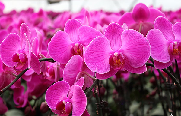 Lan hồ điệp tím được ưa chuộng