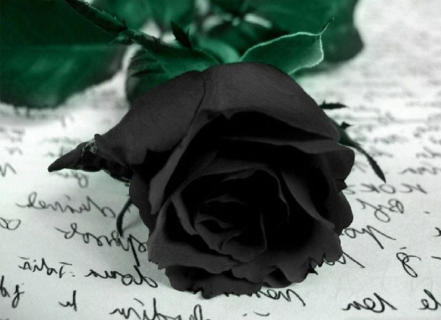 Truyền thuyết về hoa hồng đen – tên loài hoa mang ý nghĩa lạnh lùng vô cảm