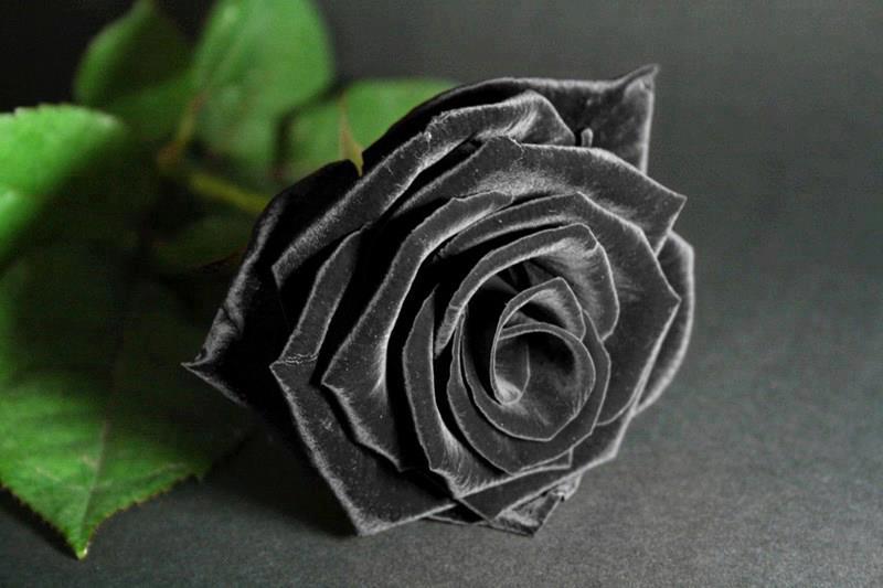  Hoa hồng đen còn được ám chỉ cho sự cô đơn, lạnh lẽo – là loài hoa mang ý nghĩa lạnh lùng vô cảm