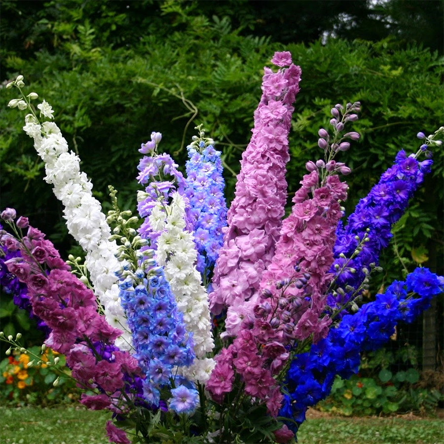 Ý nghĩa của cây hoa Violet tím