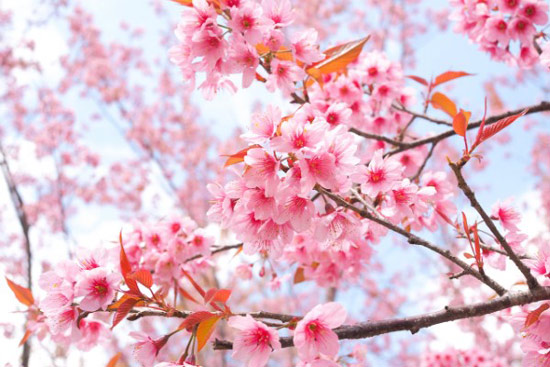 Ngắm hoa anh đào Nhật Bản