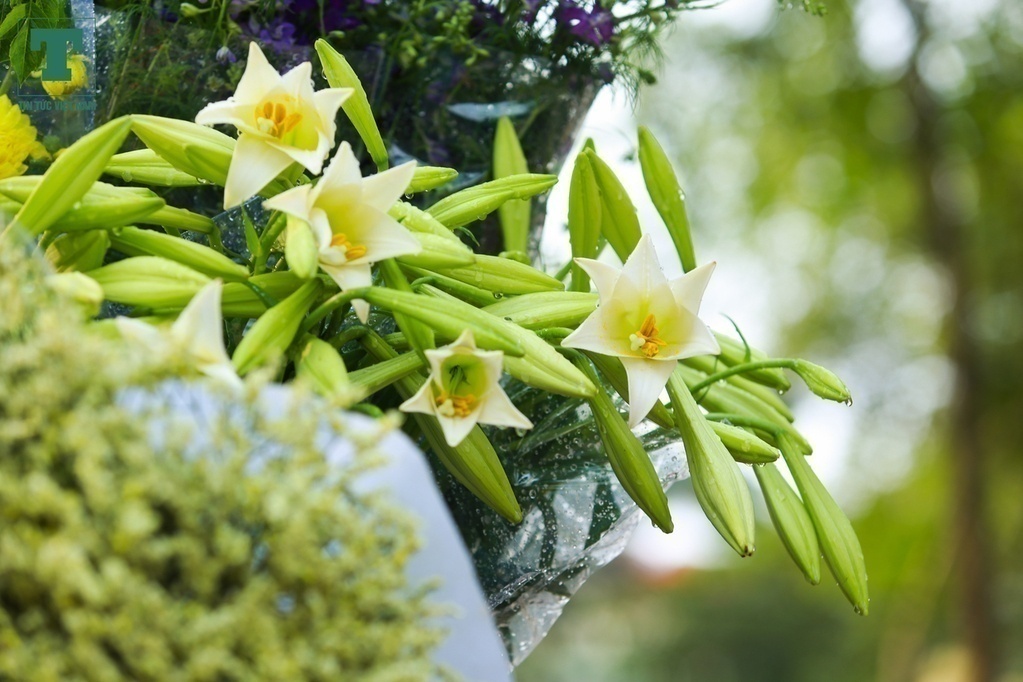 Hoa loa kèn đẹp - Xem ngay hình ảnh hoa loa kèn tuyệt đẹp, nở rực rở choáng ngợp trong ánh nắng của mùa xuân. Sắc hoa với hình dáng độc đáo sẽ chắc chắn làm bạn say mê ngay từ cái nhìn đầu tiên.