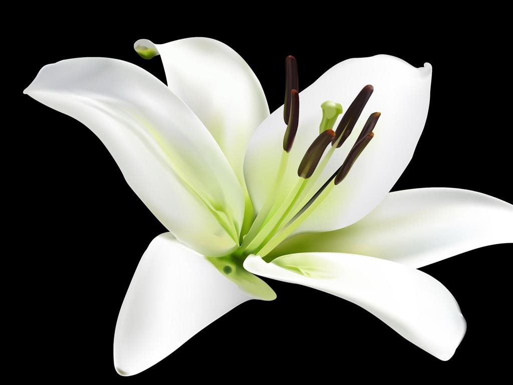 Bộ sưu tập 999+ hình ảnh hoa ly đẹp - Toàn bộ 4K chất lượng cao