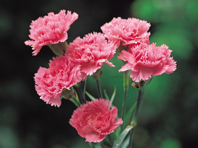 hoa Cẩm chướng hồng chung thủy và vĩnh cửu với tình yêu 