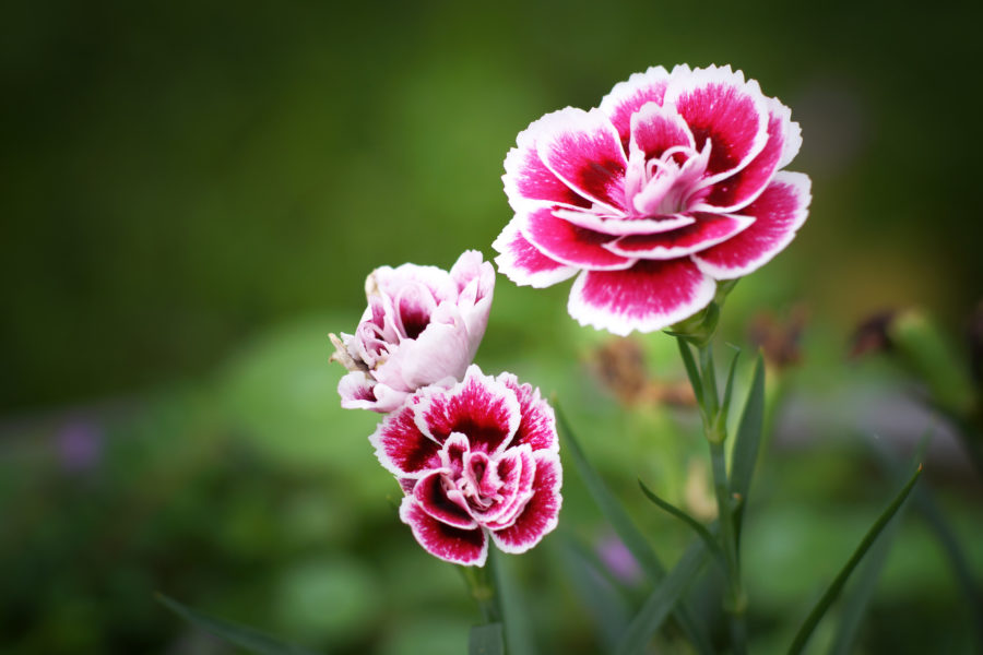 Cây hoa Cẩm Chướng - Cây cảnh xinh xắn - Ngoại Thất Xanh